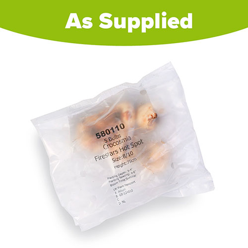 Crocosmia Firestars Hot Spot