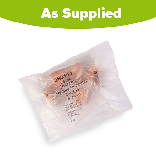 Crocosmia Firestars Firestarter