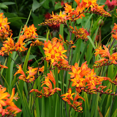 Crocosmia Firestars Firestarter