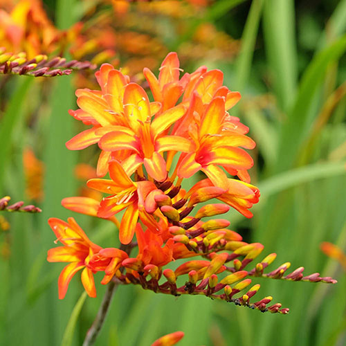 Crocosmia Firestars Firestarter