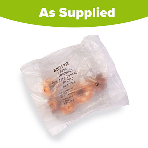 Crocosmia Firestars Scorchio Crocosmia Firestars Scorchio