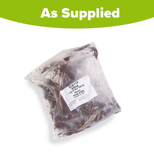 Pink Lily Of The Valley