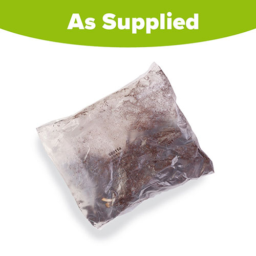 Daylily See You Tomorrow