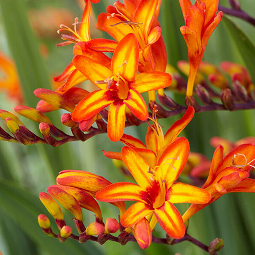 Crocosmia Firestars Bulb Collection