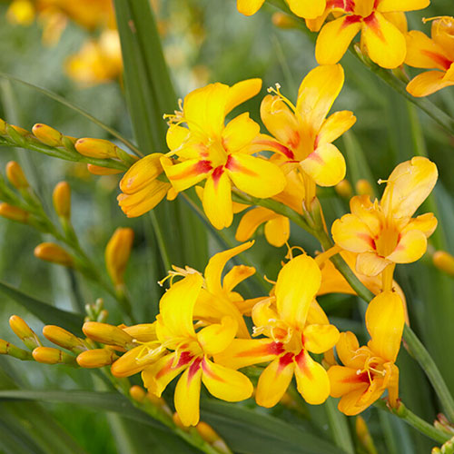 Crocosmia Firestars Bulb Collection
