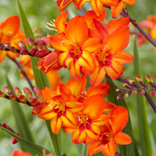 Crocosmia Firestars Bulb Collection