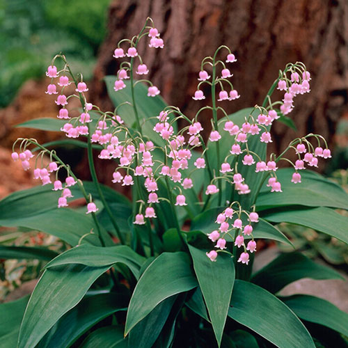 Pink And White Convallaria Pip Collection