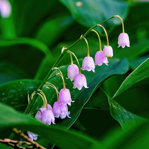 Pink And White Convallaria Pip Collection