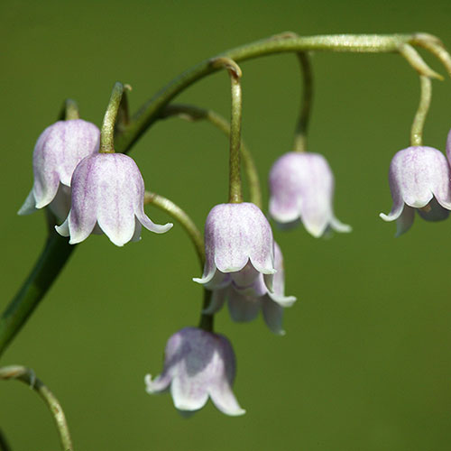 Pink And White Convallaria Pip Collection