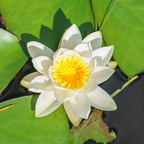 Water Lily Planting Kit - Trio Water Lily Planting Kit - Trio