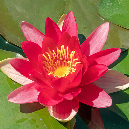 Water Lily Planting Kit - Trio Water Lily Planting Kit - Trio