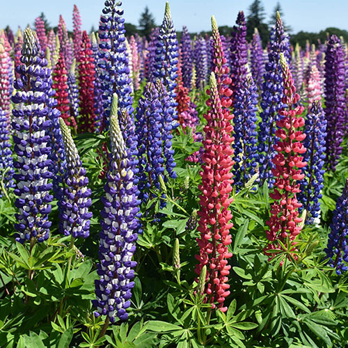 Lupin Russell Hybrids Lupin Russell Hybrids