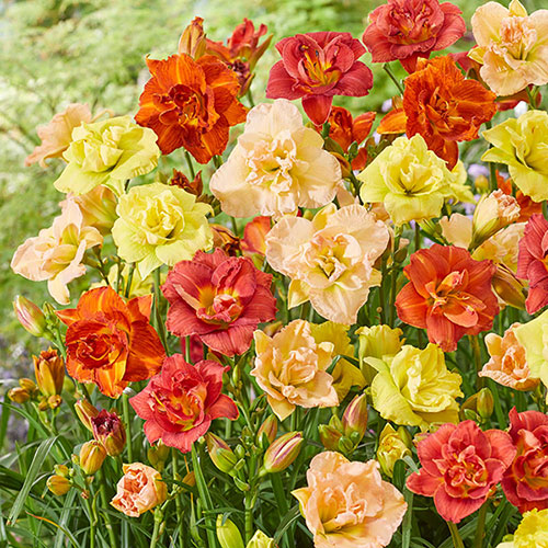 Hemerocallis Daylily Breeders Selection