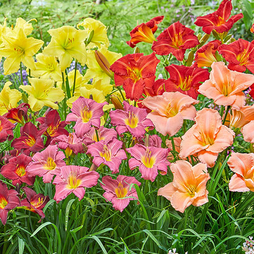 Hemerocallis Daylily Breeders Selection