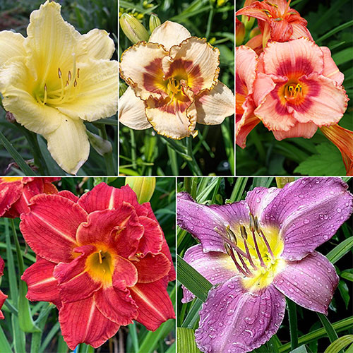 Daylily Rainbow Collection