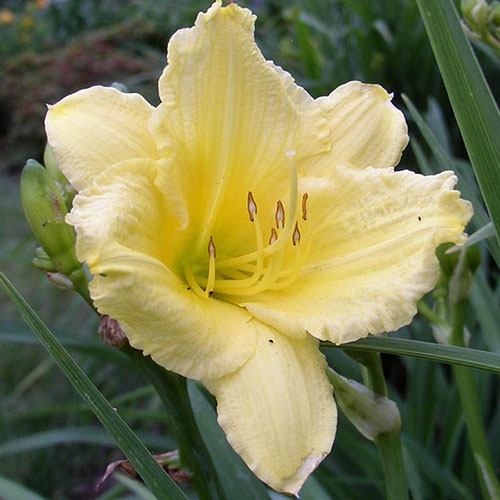 Daylily Rainbow Collection