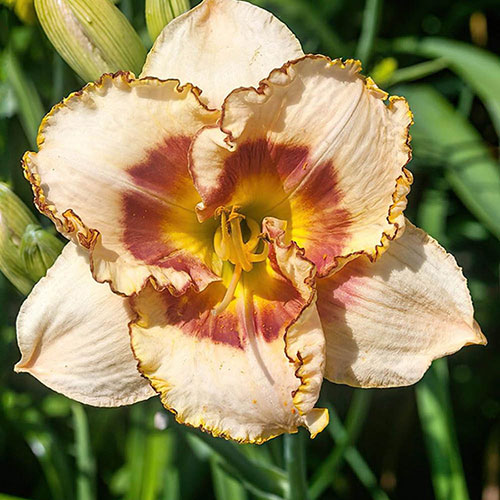 Daylily Rainbow Collection