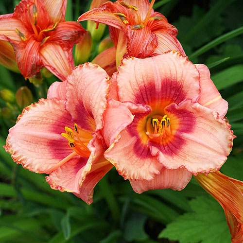 Daylily Rainbow Collection