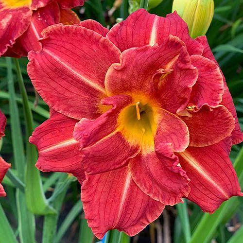 Daylily Rainbow Collection