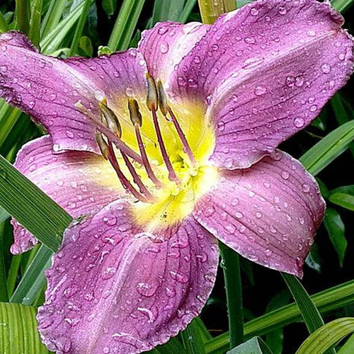 Daylily Rainbow Collection