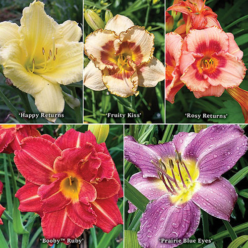 Daylily Rainbow Collection