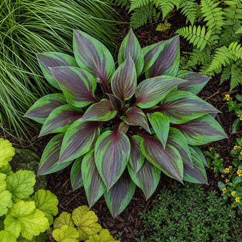 Hosta Red Ninja Hosta Red Ninja