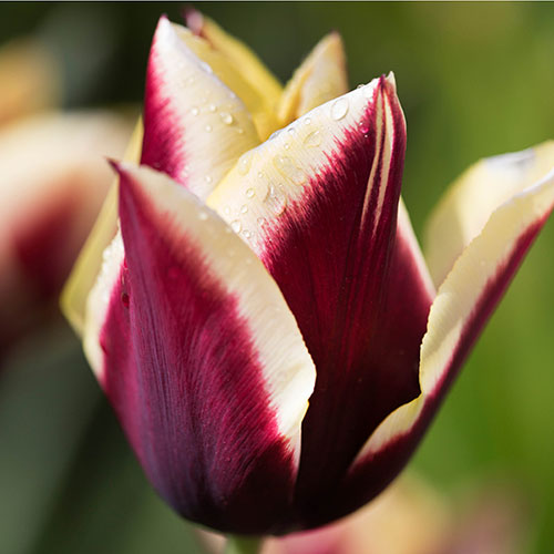 Tulip Gavota