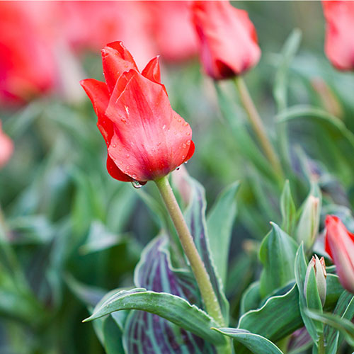 Tulip Red Riding Hood Tulip Red Riding Hood