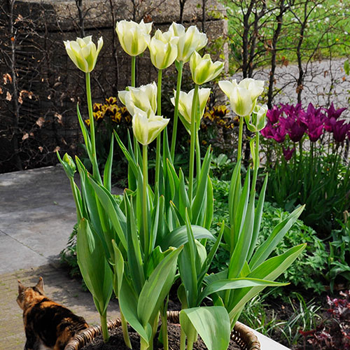 Tulip Spring Green