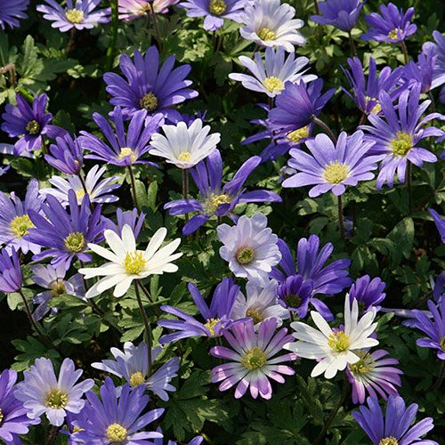 Anemone Blanda Mixed Anemone Blanda Mixed