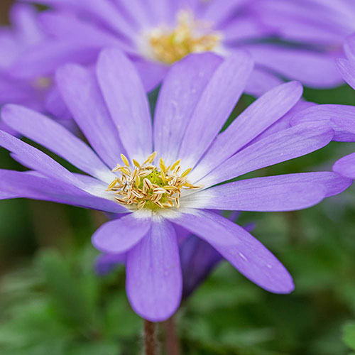 Anemone Blanda Mixed Anemone Blanda Mixed
