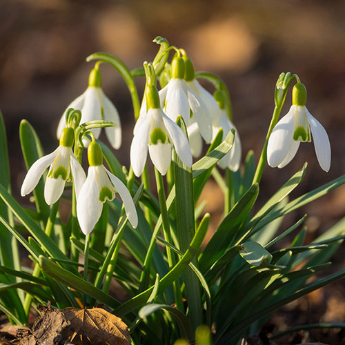 Snowdrop Galanthus nivalis Snowdrop Galanthus nivalis