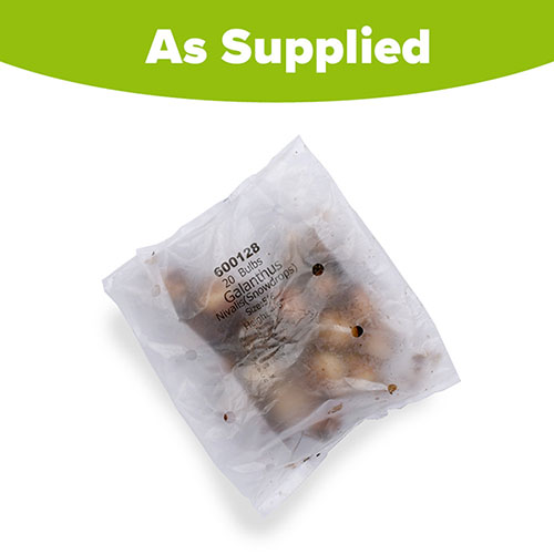 Snowdrop Galanthus nivalis Snowdrop Galanthus nivalis