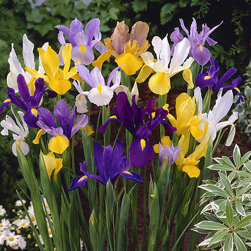Dutch Iris Mix Dutch Iris Mix