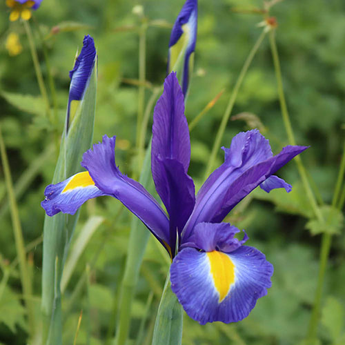 Dutch Iris Mix Dutch Iris Mix