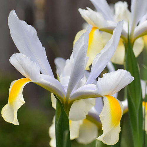 Dutch Iris Mix Dutch Iris Mix
