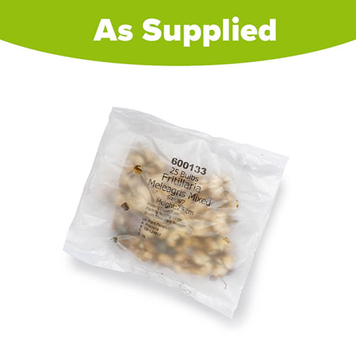 Fritillaria meleagris Mixed