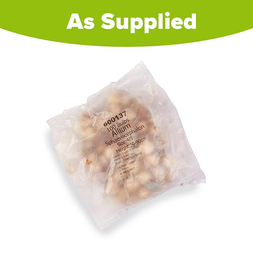 Allium sphaerocephalon Drumsticks