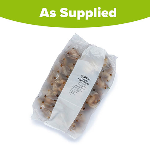 Daffodil Replete Daffodil Replete