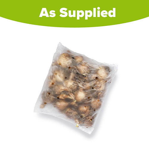 Daffodil Yellow Cheerfulness