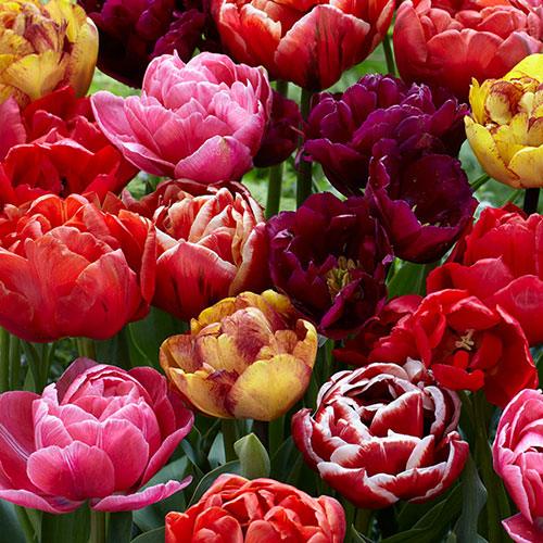 Tulip Springtime Doubles Mix