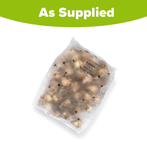 Muscari armeniacum Grape Hyacinth