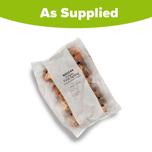 First Spring Tulip and Crocus Mix