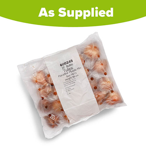 Tulip Paradise Purple Mix Tulip Paradise Purple Mix