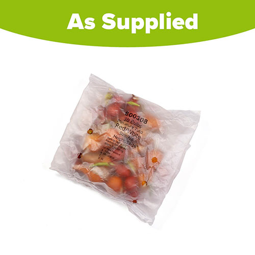 Tulips Miniature Red/White