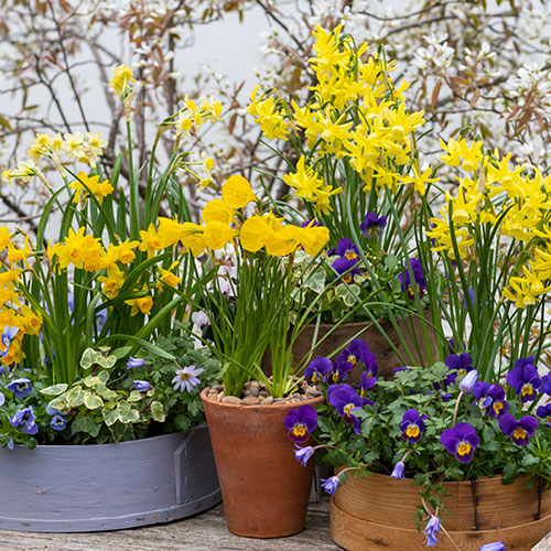 Miniature Daffodil Mix