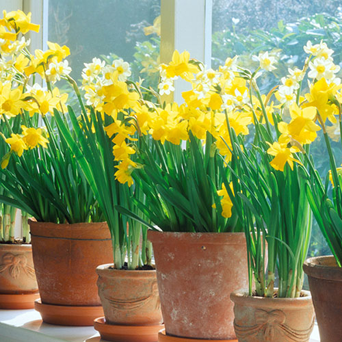 Miniature Daffodil Mix