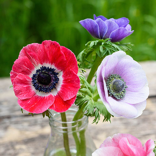 Anemone De Caen Mix Anemone De Caen Mix