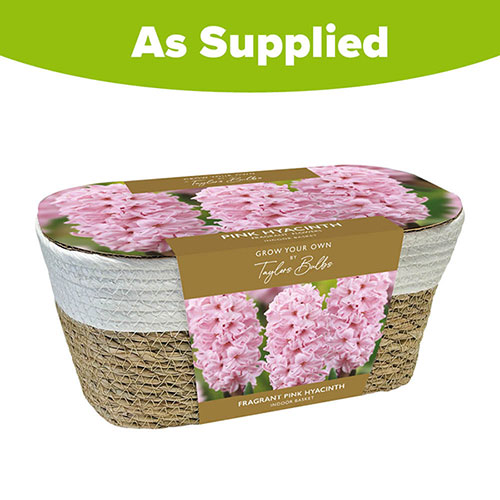 Fragrant Pink Hyacinth Indoor Wicker Basket Fragrant Pink Hyacinth Indoor Wicker Basket