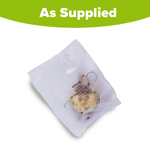 Amaryllis Dancing Queen